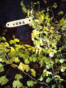 大雾散去+后续